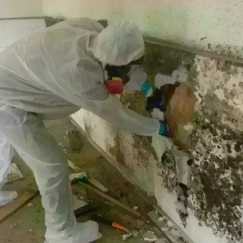 Mold Remediation and Removal in Salado, TX